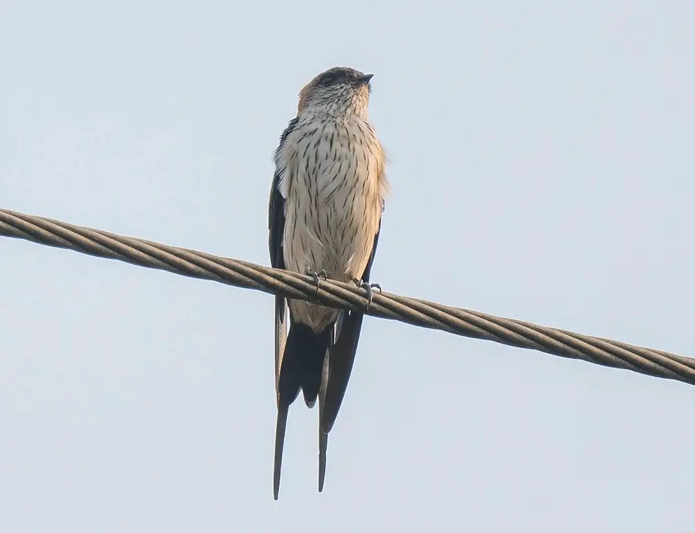 Behavior and Diet of the Striated Swallow