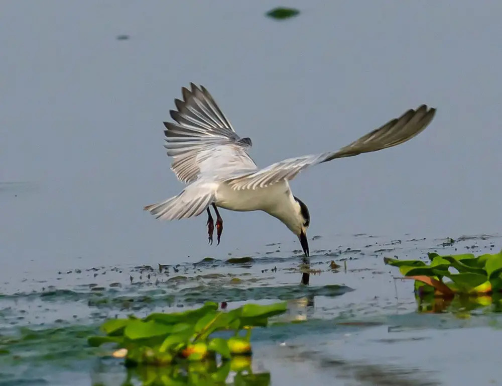 Behavior and Diet of the Whiskered Tern