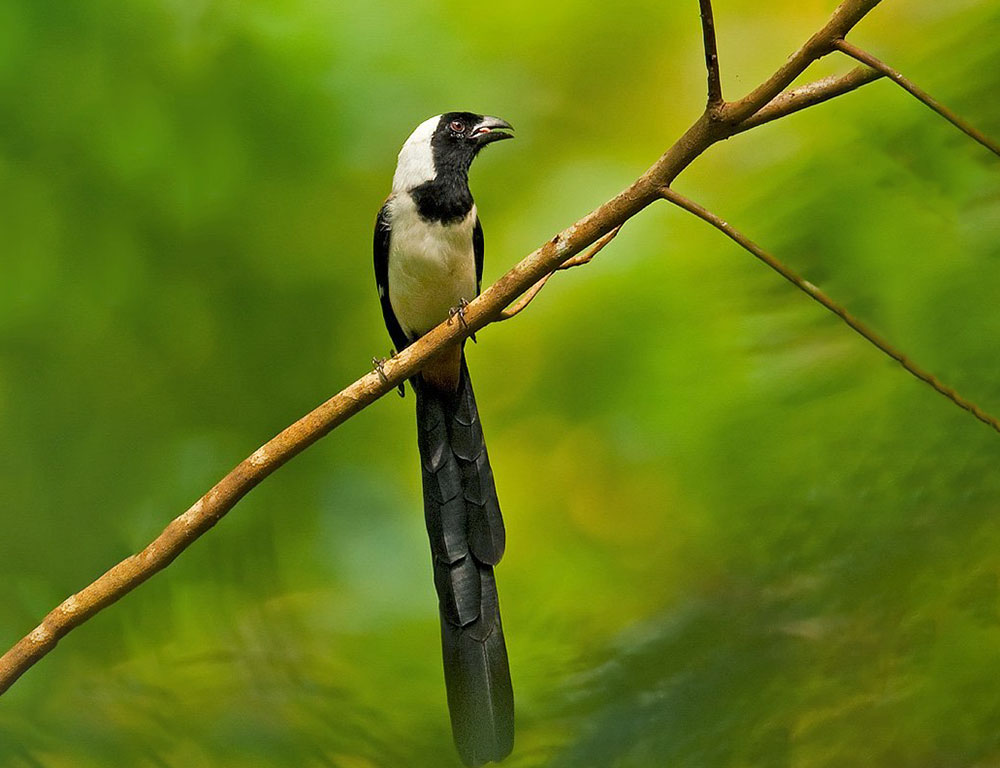 Behavior and Diet of the White-Bellied Treepie