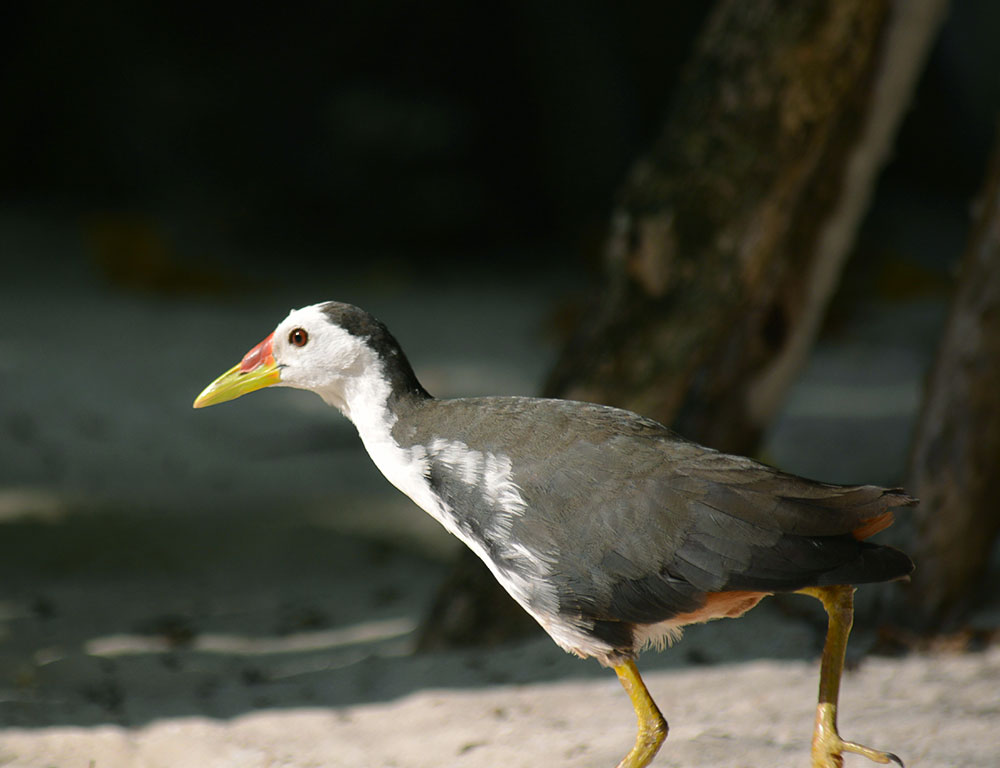 Behavior and Diet of the White-Breasted Waterhen