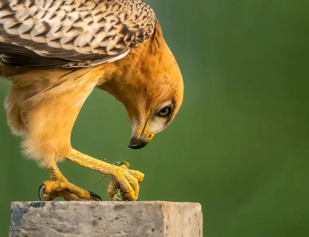 Behavior and Diet of the White-Eyed Buzzard