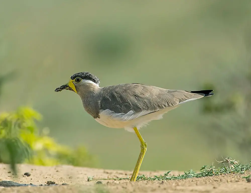 Behavior and Diet of the Yellow-Wattled Lapwing