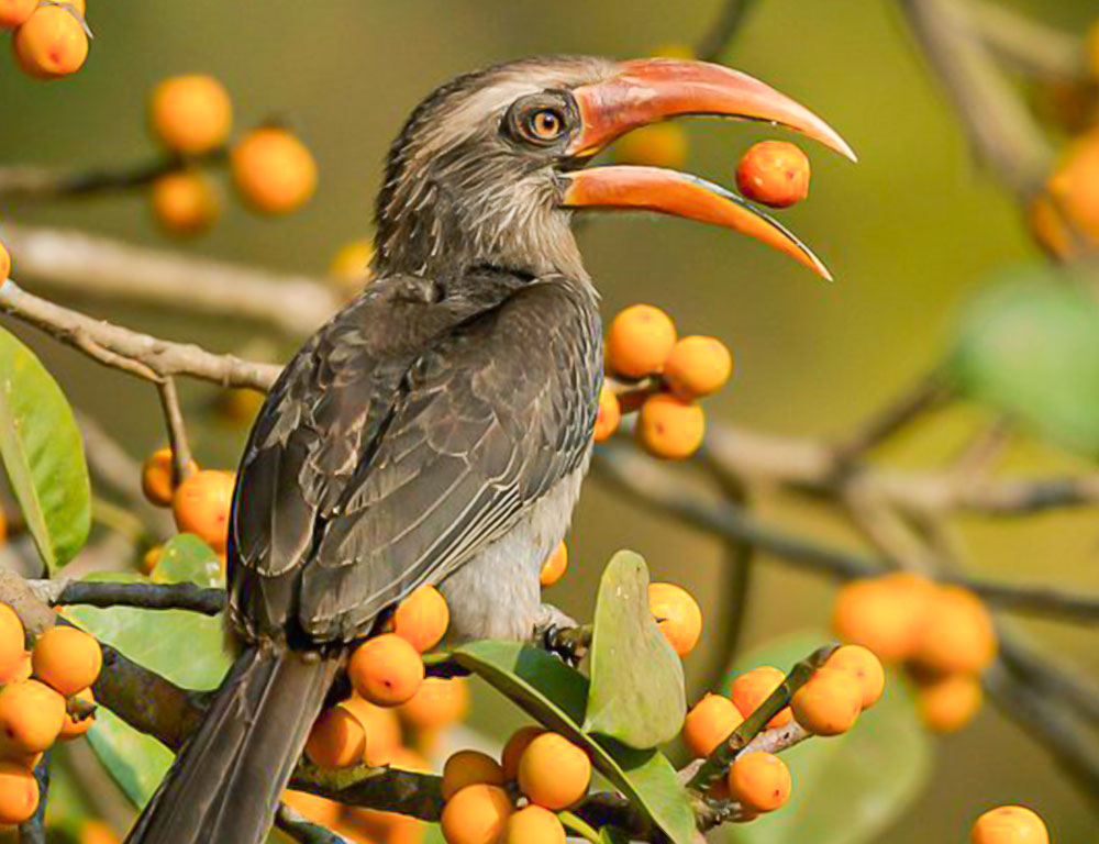 Behavior and Feeding Habits of Malabar Grey Hornbills