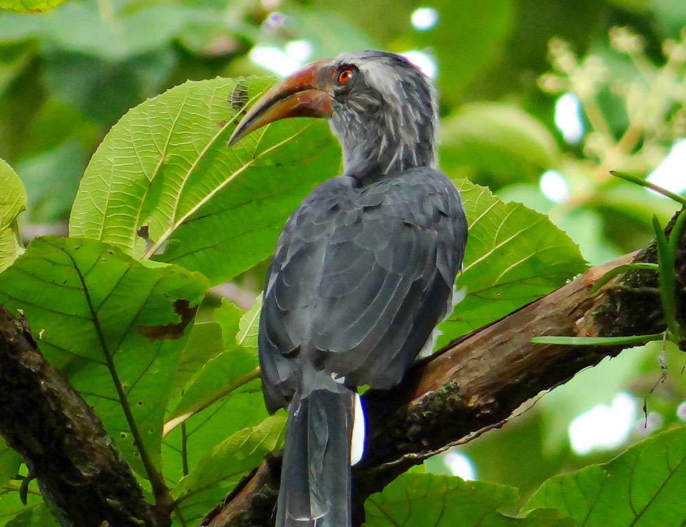 Conservation Status of the Malabar Grey Hornbill