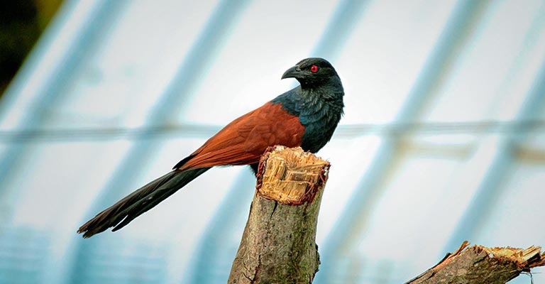 Behavior and Feeding Habits of the Greater Coucal