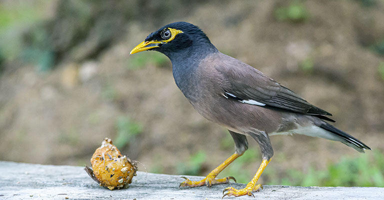 Behavior and Vocalizations of the Common Myna