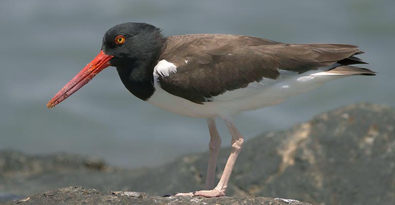 Behavioral Habits of American Oystercatchers