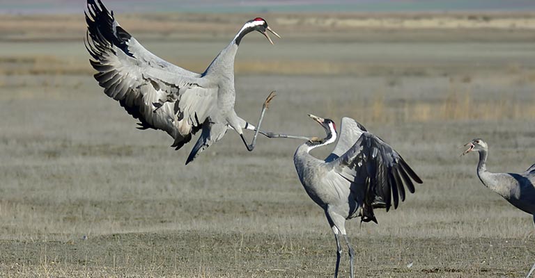 Behavioral Habits of Common Crane