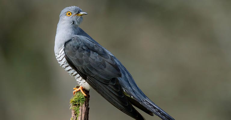 Behavioral Habits of Common Cuckoo