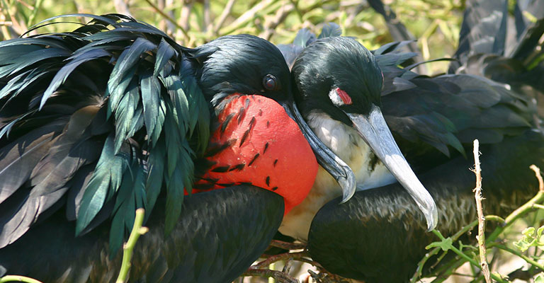 Behavioral Habits of Great Frigatebird