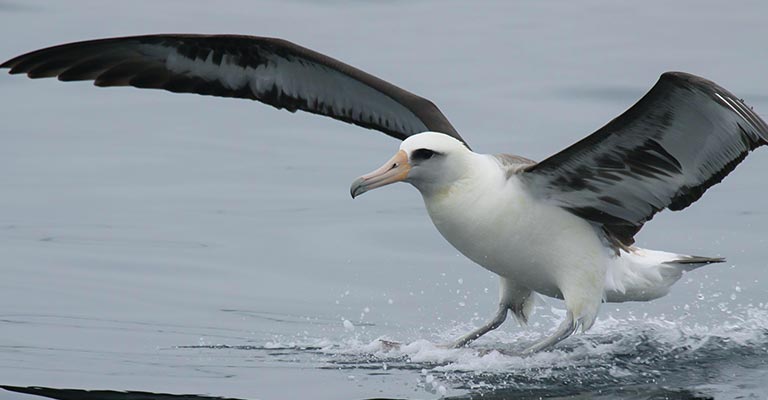 Behavioral Habits of Laysan Albatross