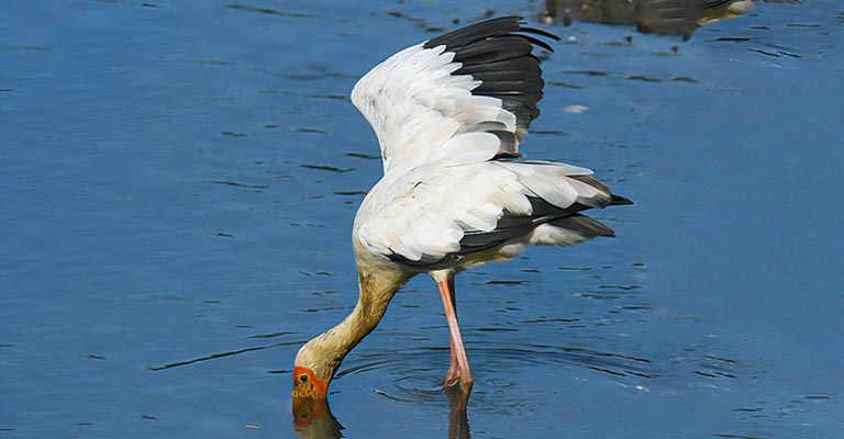 Behavioral Habits of Milky Stork