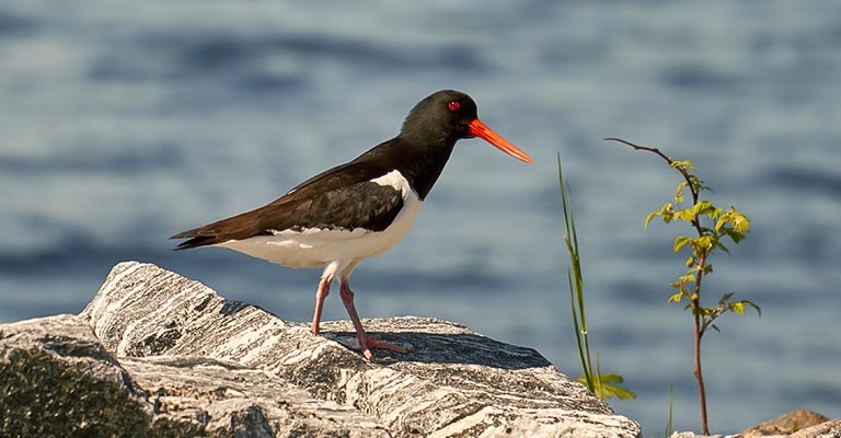 Behavioral Habits of Oystercatchers