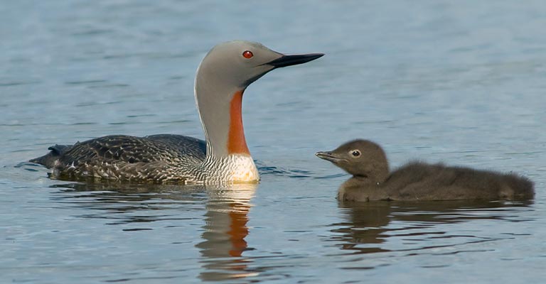Behavioral Habits of Red-throated Loon