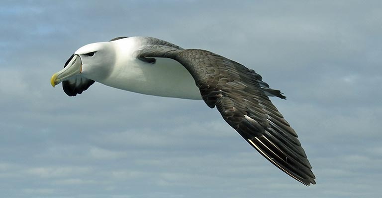 Behavioral Habits of Salvin's Albatross