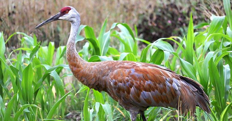 Behavioral Habits of Sandhill Crane