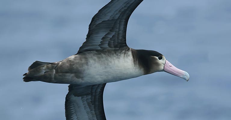 Behavioral Habits of Short-tailed Albatross