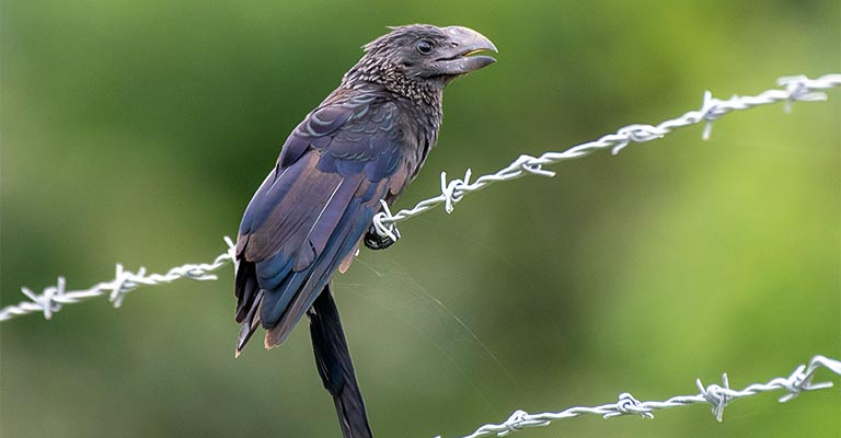 Behavioral Habits of Smooth-billed Ani