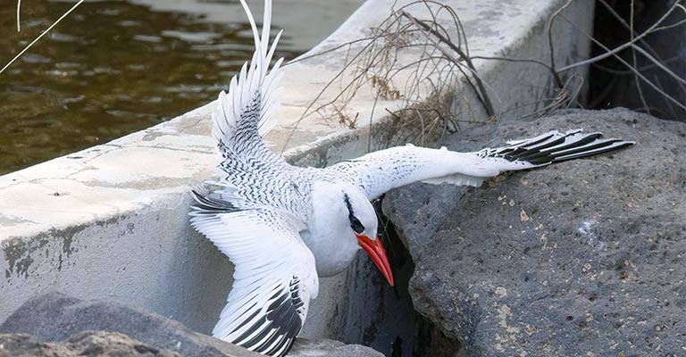 Behavioral Habits of Tropicbirds