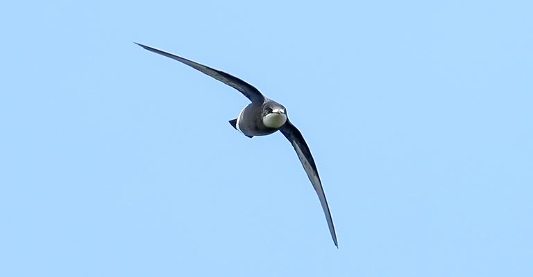 Behavioral Habits of White-throated Needletail