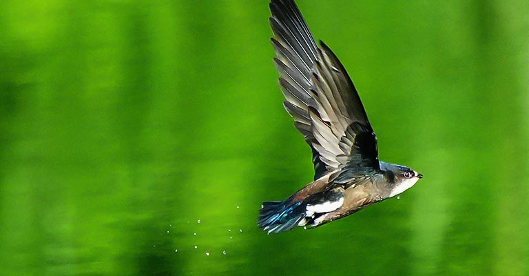 Behavioral Habits of White-throated Swift