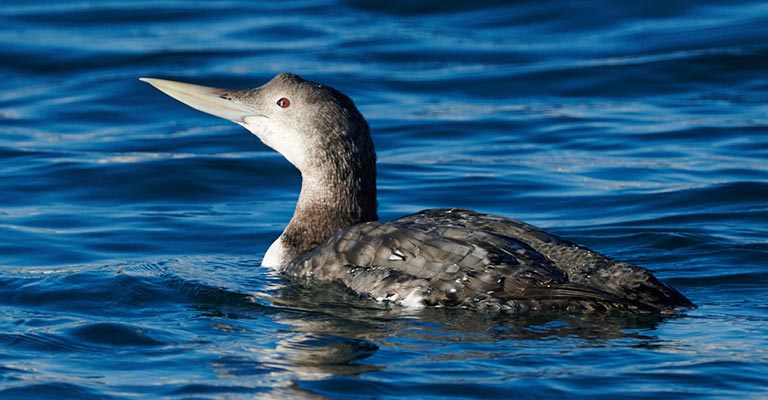 Behavioral Habits of Yellow-billed Loon