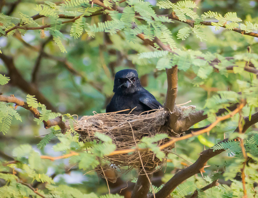 Black Drongo Nest