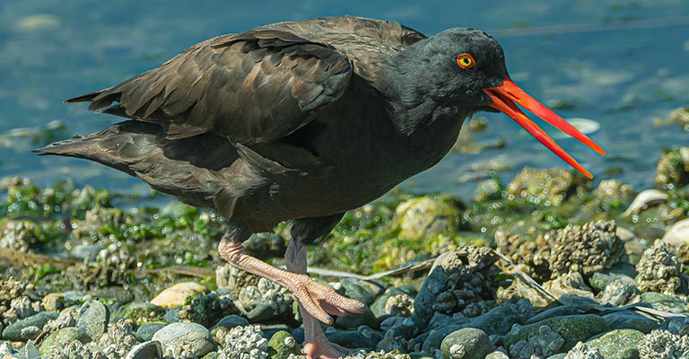 Black Oystercatcher