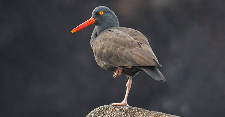 Black Oystercatcher Life History