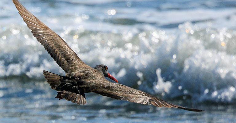Black Oystercatchers Flight pettern