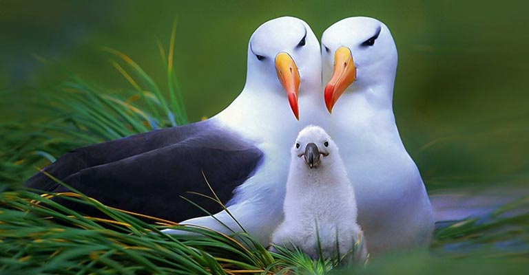 Black-browed Albatross Breeding