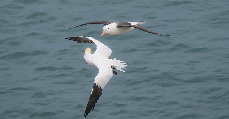 Black-browed Albatross Life History