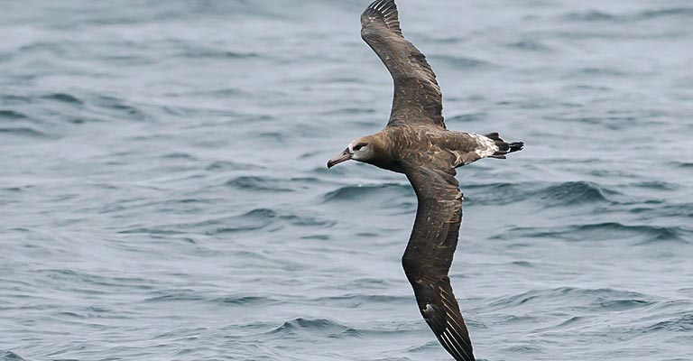 Black-footed Albatross Life History