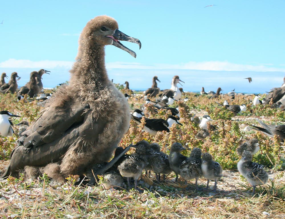 Black-footed Albatross