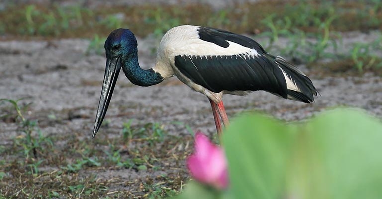 Black-necked Stork Life History