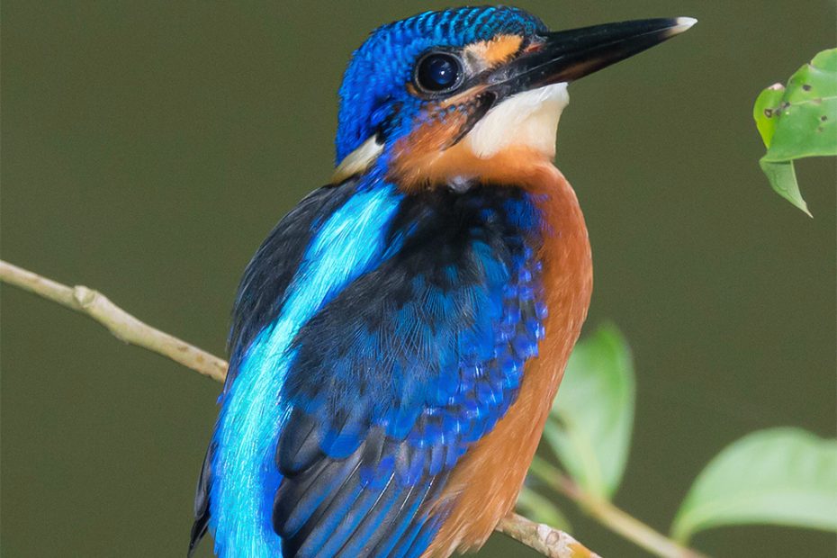 Blue-Eared Kingfisher