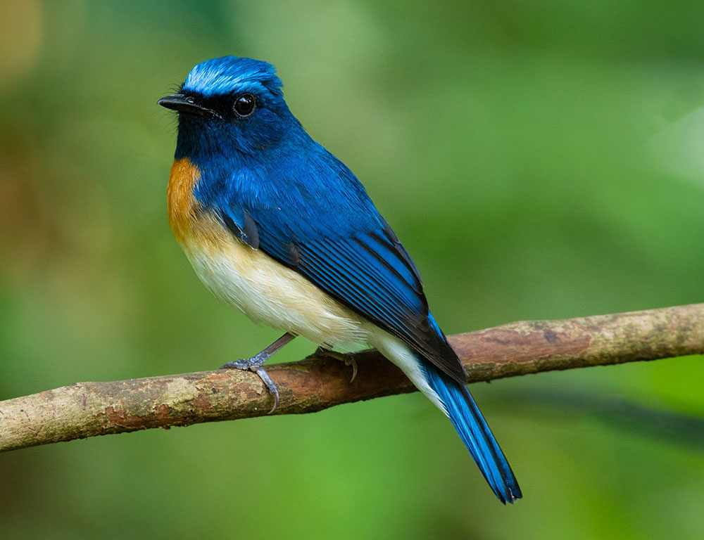 Blue-Throated Blue Flycatcher: Unveiling the Mystique of This Vibrant ...