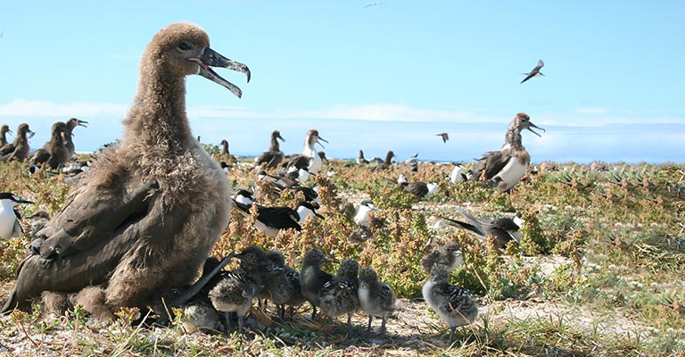 Breeding Colonies on Remote Islands