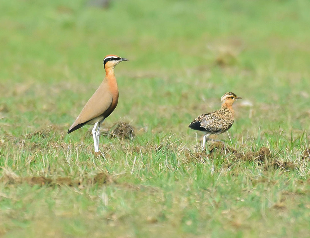 Breeding and Nesting Behavior of the Indian Courser