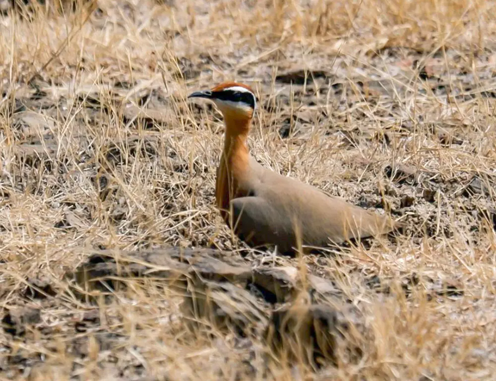 Breeding and Nesting Behavior of the Indian Courser