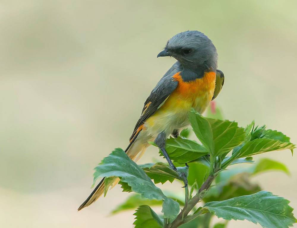 Breeding and Reproduction Habits of Small Minivets