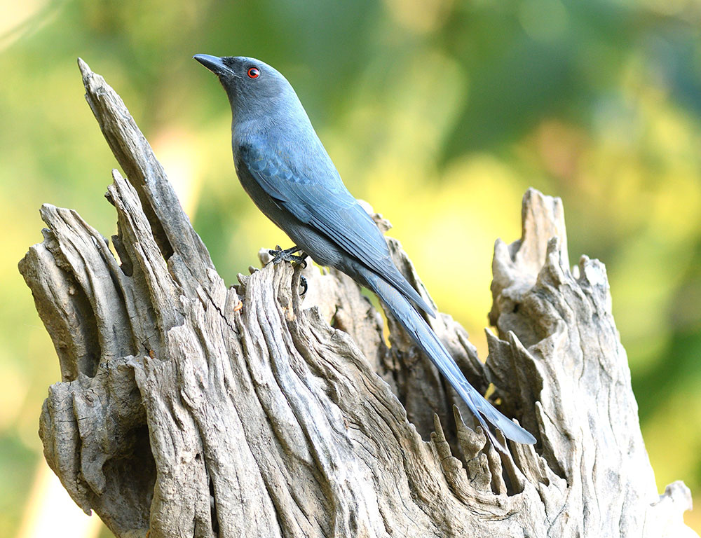 Breeding and Reproduction Habits of the Ashy Drongo