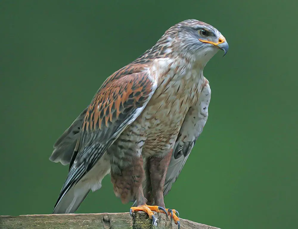 Broad-Winged Hawk