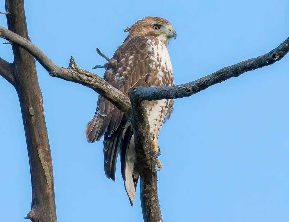 Broad-winged Hawk