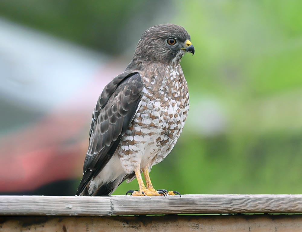 Broad-winged Hawk