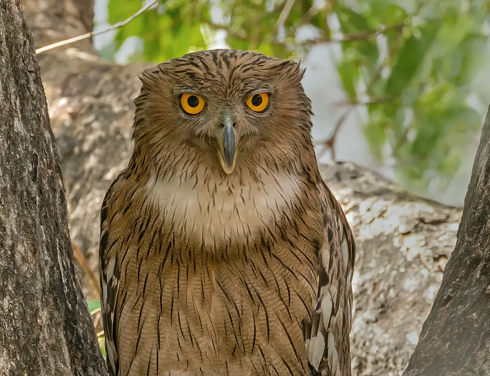 Brown Fish Owl Conservation Status