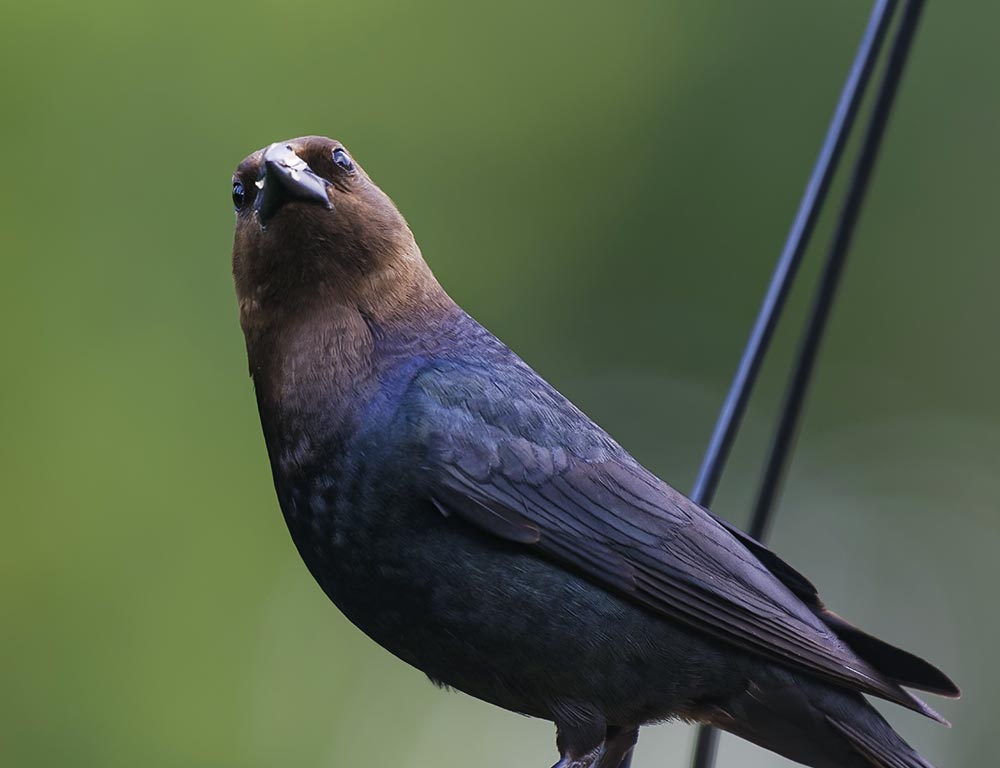 Brown-Headed Cowbird