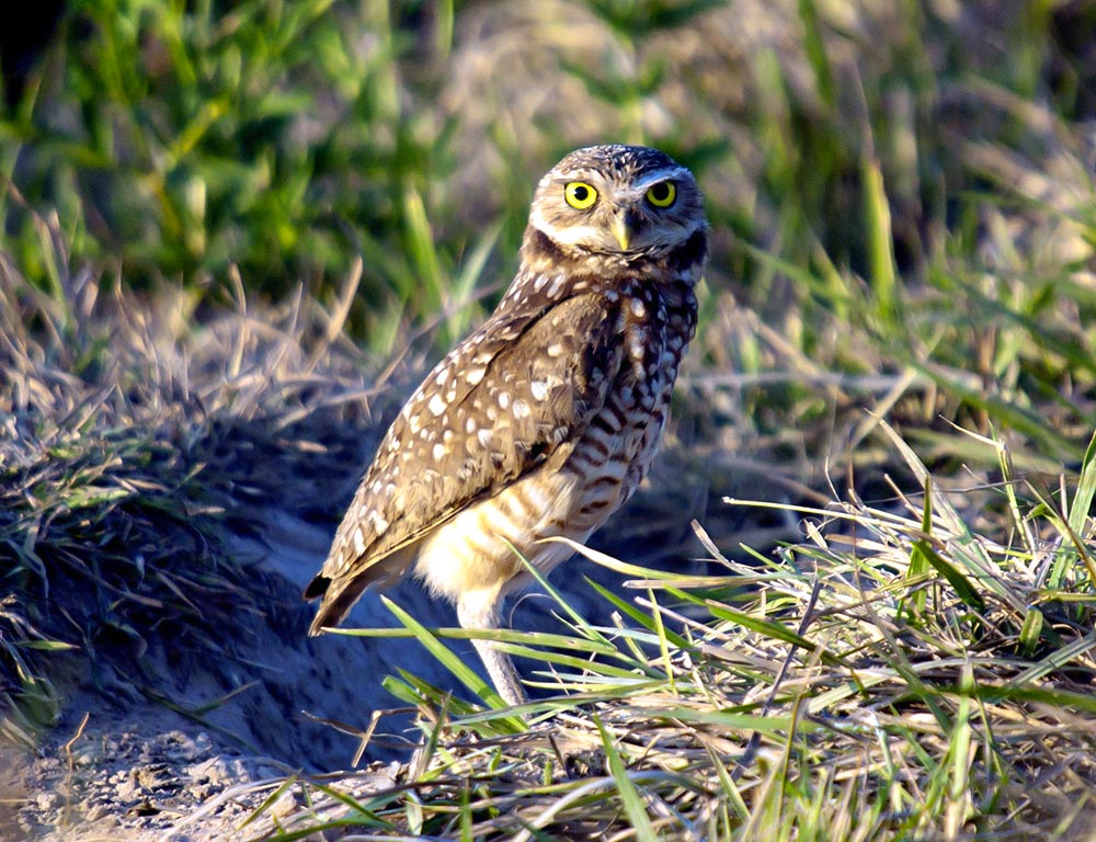 Burrowing Owl