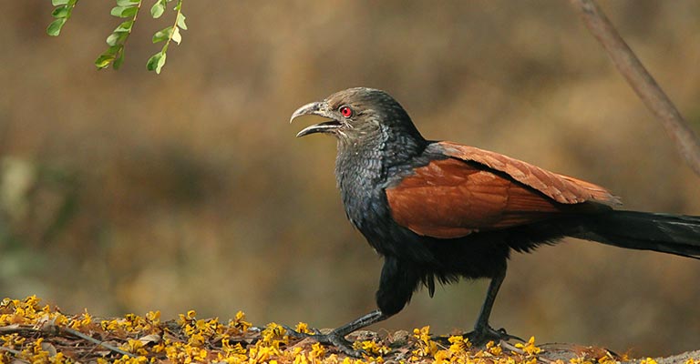 Characteristics of the Greater Coucal