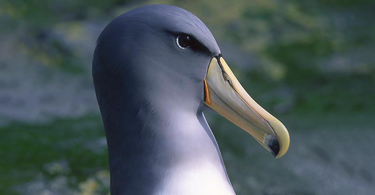 Chatham Albatross Head and Bill